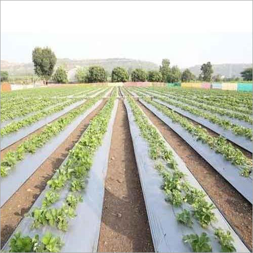 Biodegradable Mulch Film - 25 Micron HDPE | 1-4 Meter Width, 200-800 Meter Length, Agriculture Use