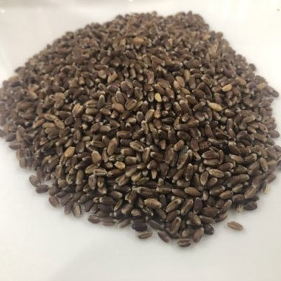 Organic Black Wheat