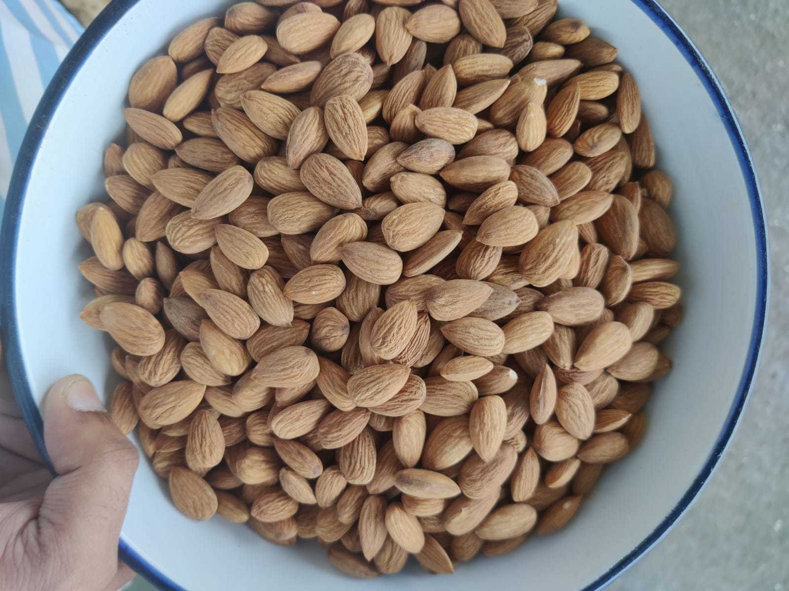 California Solitaire Chocolate Almonds - Cultivation Type: Common