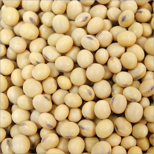 Soybean .