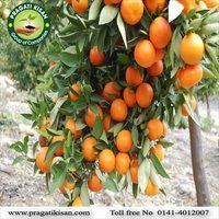 संतरे के पौधे