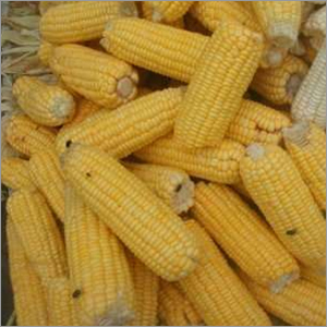 Fresh Yellow Corn - Bulk Packaging, 15-20cm Size | Easy Cooking, Energy Boost, Nutrient-rich, High Yield, Versatile Use, 800-1000 Kernels