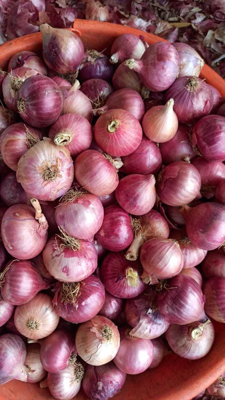 Fresh Red Onion