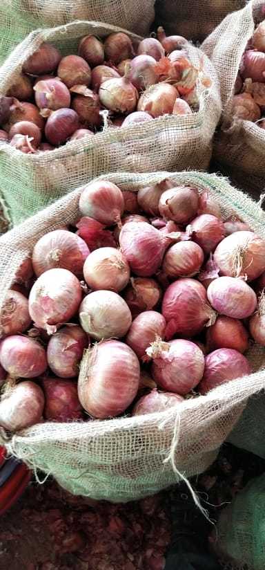 Fresh Red Onion