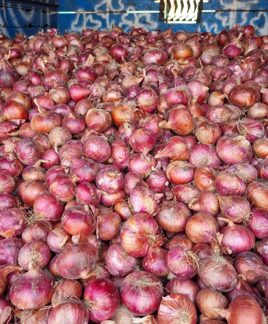 Fresh Red Onion