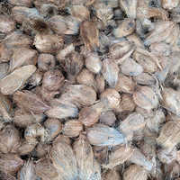 सामान्य पूजा नारियाल