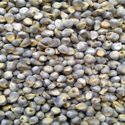 Pearl Millet - Irregular Shape, Variable Size | Gray Color, High Protein, Drought Resistant, Pest Resistant, Nutrient Rich, Gluten-Free, Easy to Grow
