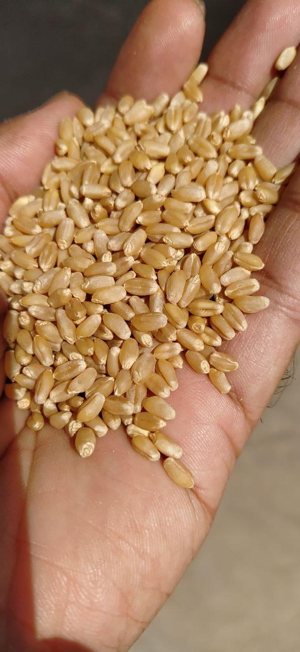 Milling Wheat