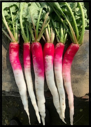 आधा लाल मूली F1 -काजल (आधा लाल)