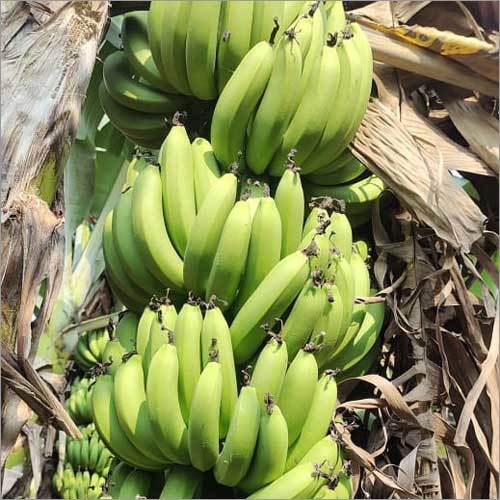 ताज़ी हरी केला