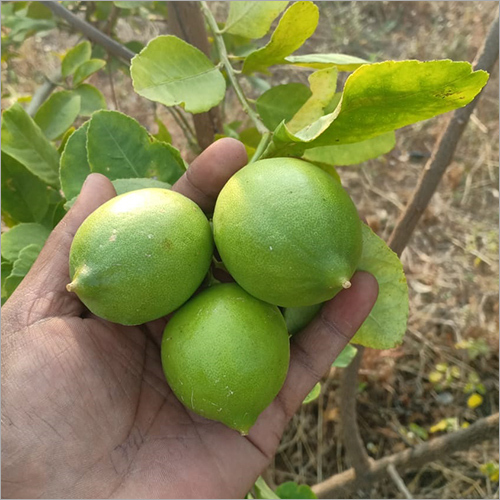 ताजा हरी नींबू