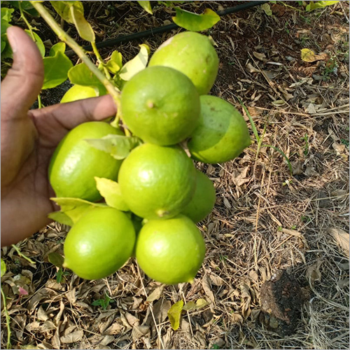 प्राकृतिक बीज रहित नींबू