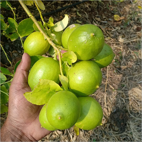 ऑर्गेनिक हरा नींबू