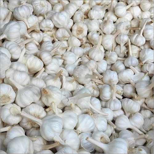 Fresh Garlic