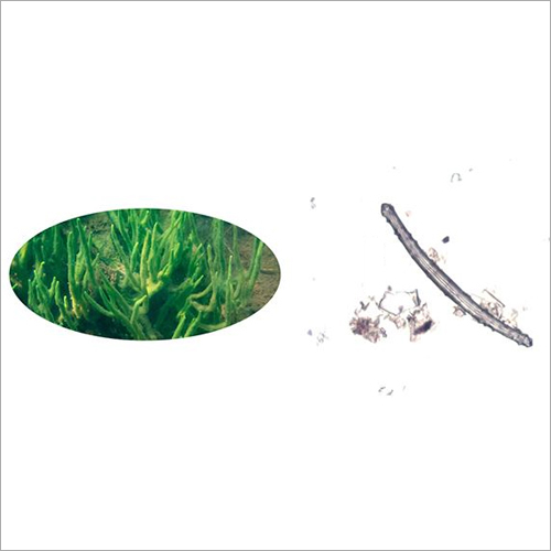 Spongilla Spicule - Grade: Medicine Grade