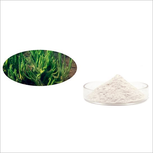 Hydrolyzed Sponge Extract - Color: White