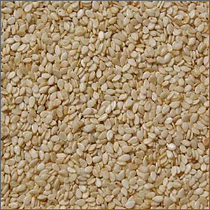 Hulled Sesame Seeds - Small Oval Shape, White Color | Bulk Packaging, Premium Quality