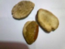 Bragira Herbal Seeds / Roots