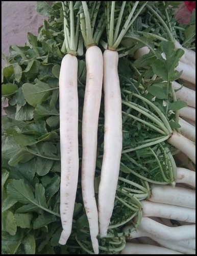 सफेद मूली F1- विन क्रॉस