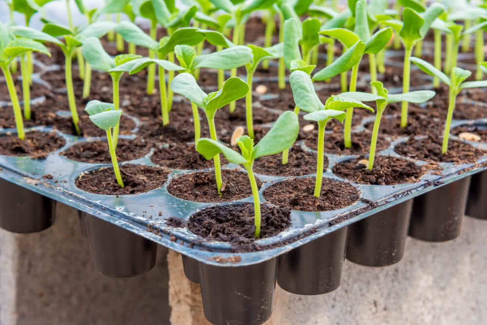 Black Seedling Tray