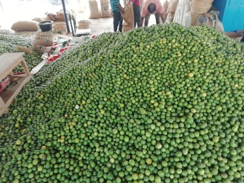 Common Fresh Green Lemon