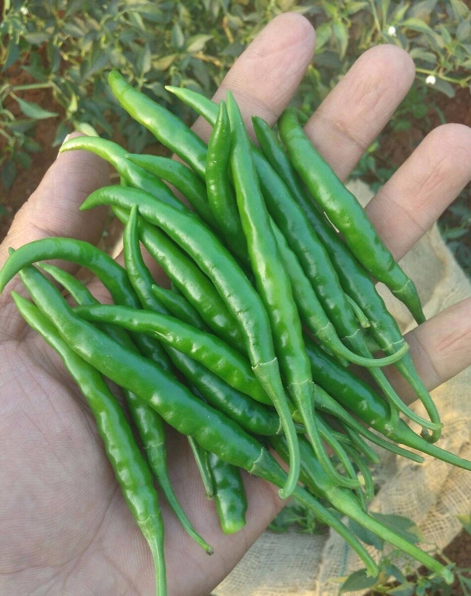 Green Chillies - Varying Size, Firm Texture, Elongated Shape | Rich In Vitamin C, Natural Source Of Iron, Enhances Meal Flavor And Skin Health