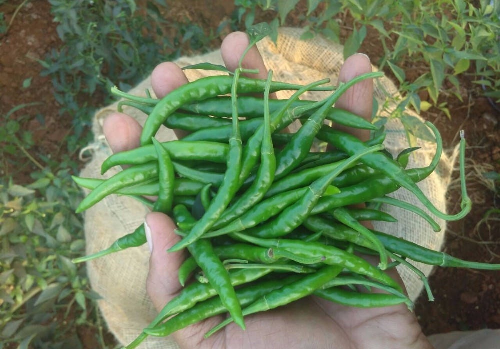 Green Chillies - Varying Size, Firm Texture, Elongated Shape | Rich In Vitamin C, Natural Source Of Iron, Enhances Meal Flavor And Skin Health