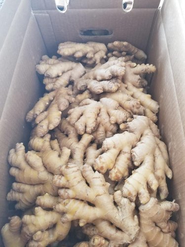Fresh Ginger