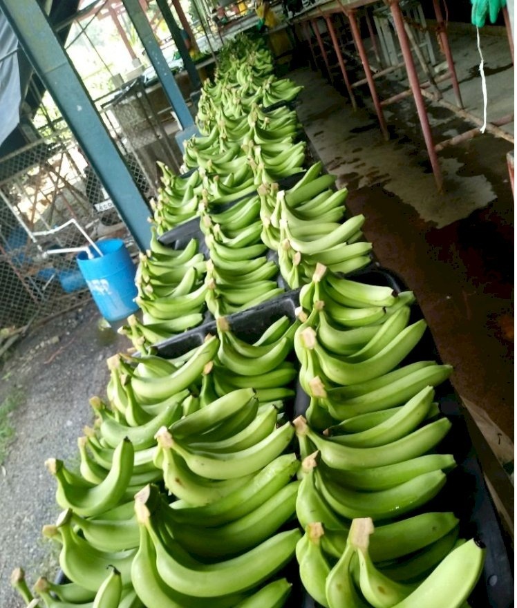 Common G-9 Cavendish Banana