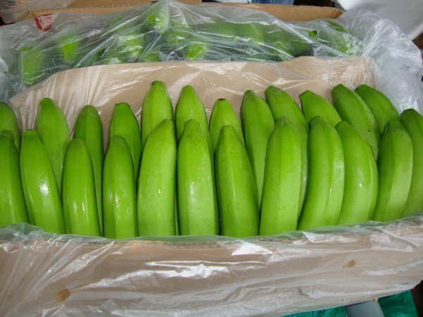 Common G-9 Cavendish Banana