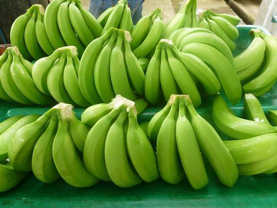 Common G-9 Cavendish Banana