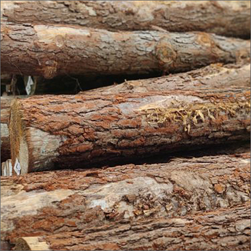 High Quality Pine Timber Wood Log