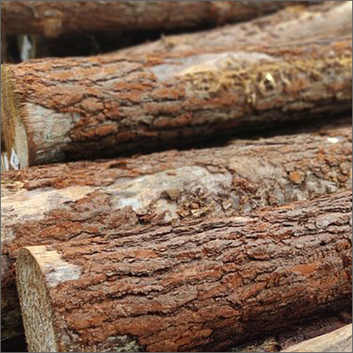 High Quality Pine Timber Wood Log