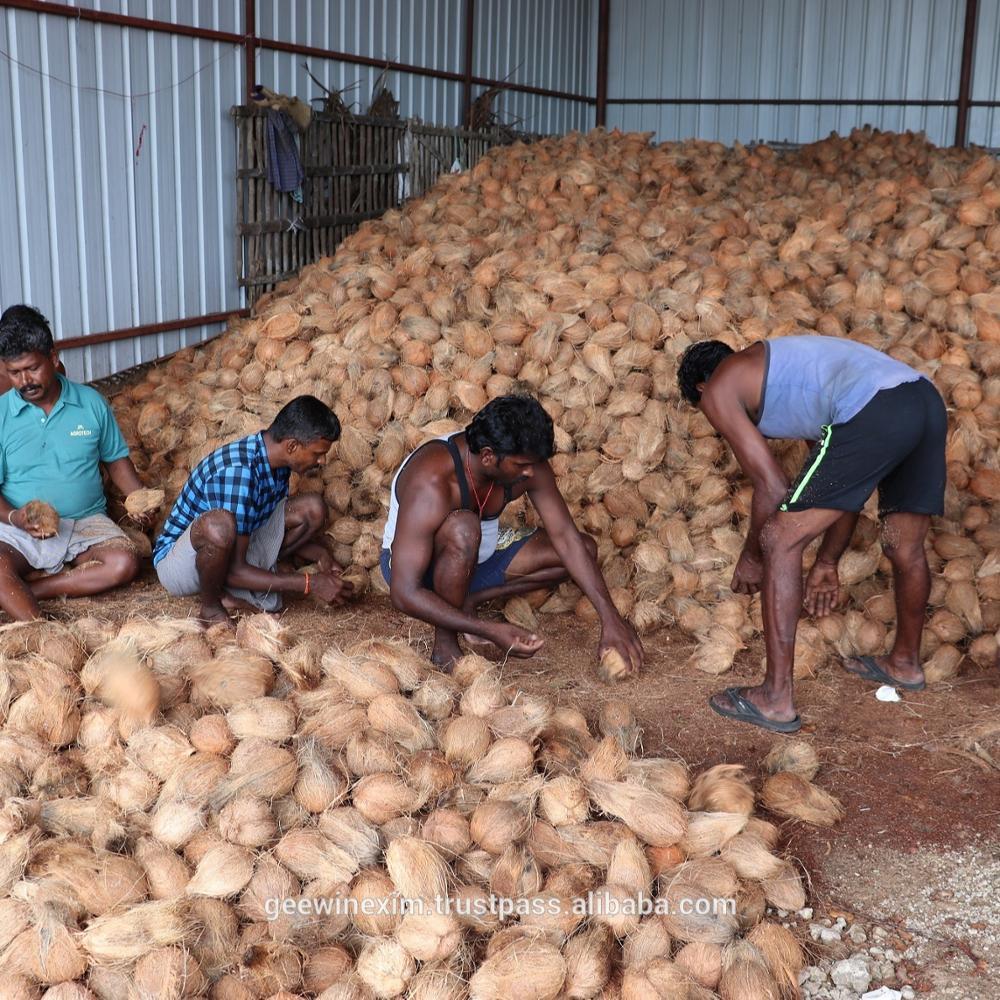 Semi-husked Coconut - 500g To 600g, Light Brown Matured Variety, Organic Round Shell