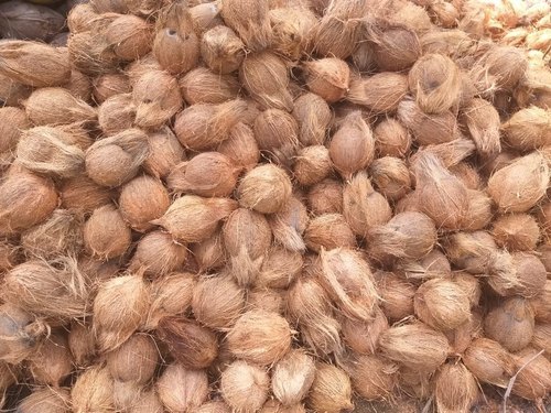 Semi-husked Coconut - 500g To 600g, Light Brown Matured Variety, Organic Round Shell