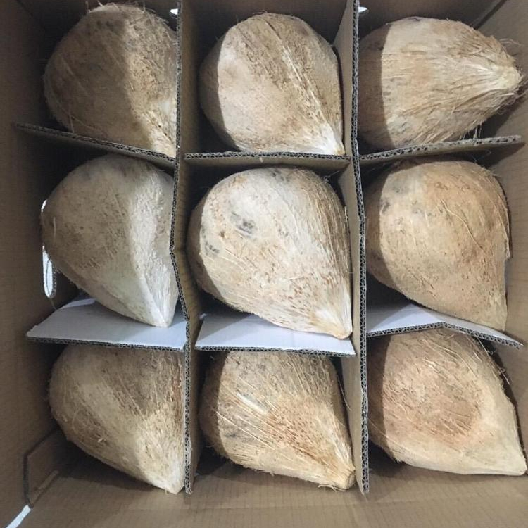 Semi-husked Coconut - 500g To 600g, Light Brown Matured Variety, Organic Round Shell
