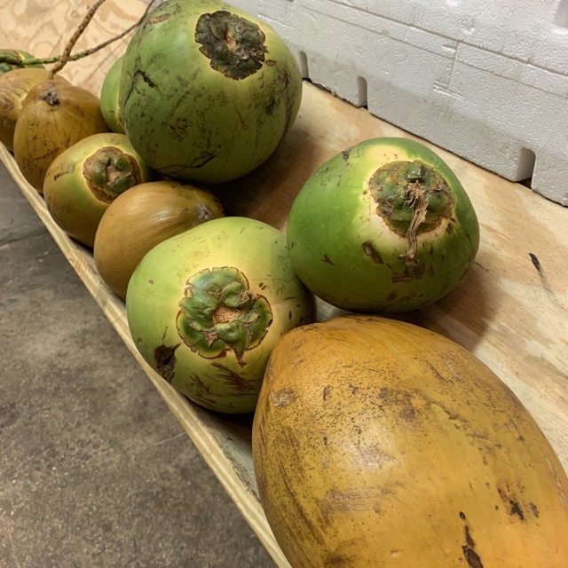 Semi-husked Coconut - 500g To 600g, Light Brown Matured Variety, Organic Round Shell