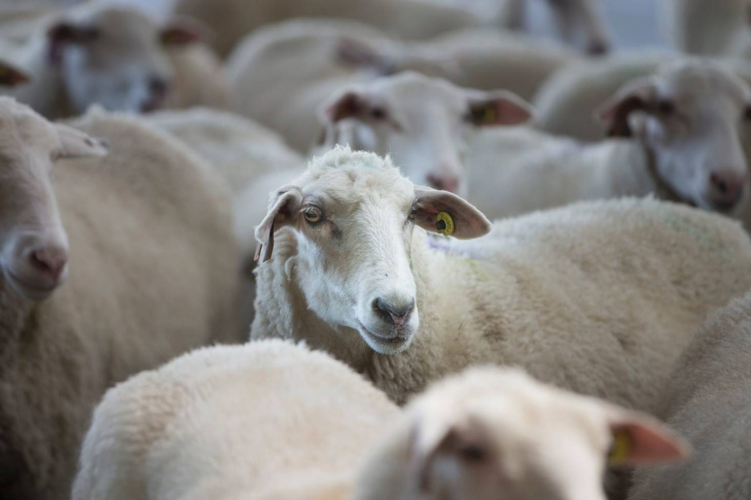 Awassi Live Stock Sheep