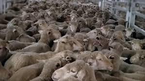 Awassi Live Stock Sheep