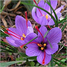 भारतीय केसर फूल ग्रेड: A