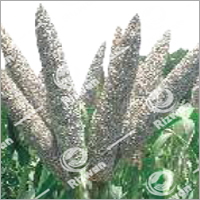 हाइब्रिड बाजरा -96V98 ग्रेड: चारा