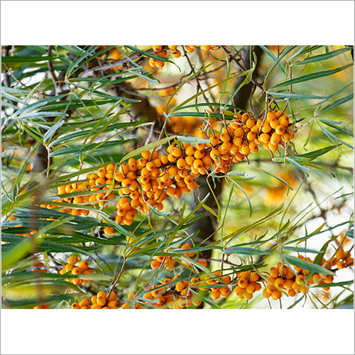 Yellow Natural Buckthorn Skin Extract