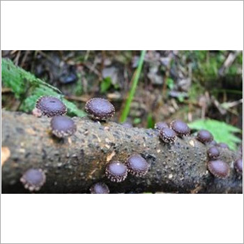 Black Natural Shiitake Extract Powder