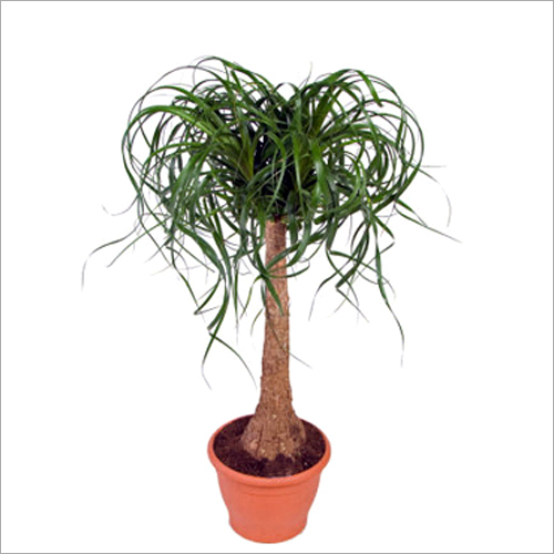 स्टेम प्लांट पर ग्रीन नोलिना