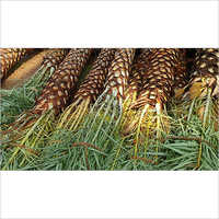 पूर्ण सूर्य एक्सपोजर खजूर का पेड़