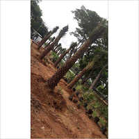 आउटडोर खजूर का पेड़