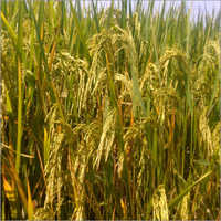 आम धान के बीज