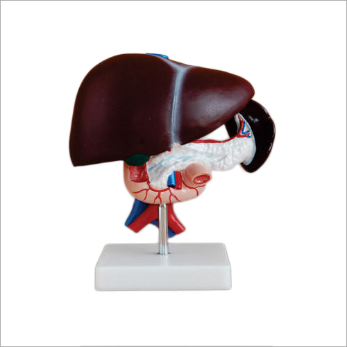 लीवर मॉडल