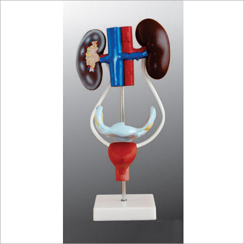 Urinary System Models