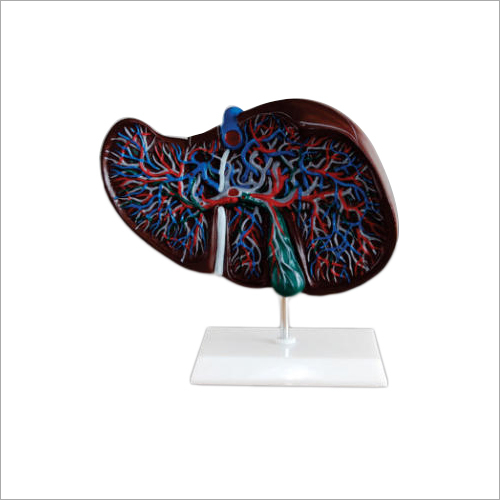 जीव विज्ञान मानव जिगर मॉडल
